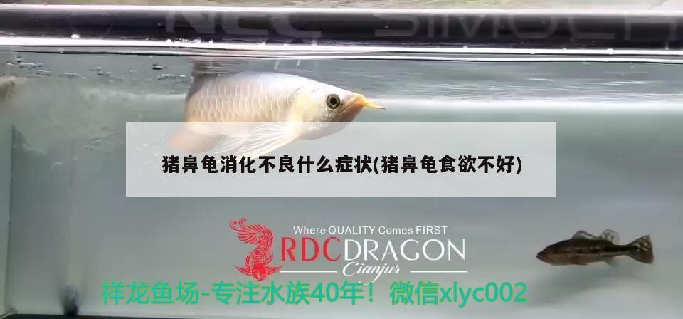 豬鼻龜消化不良什么癥狀(豬鼻龜食欲不好) 豬鼻龜消化不良什么癥狀(豬鼻龜食欲不好) 豬鼻龜百科
