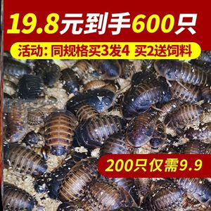 紅龍魚吃大麥蟲好嗎：關于紅龍魚吃大麥蟲的一些建議