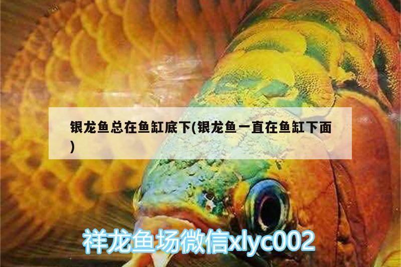 銀龍魚總在魚缸底下(銀龍魚一直在魚缸下面)
