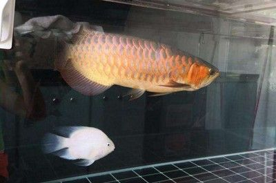 龍魚低溫后一般幾天恢復