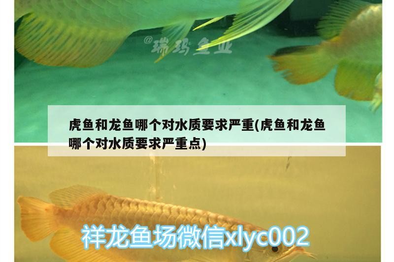 虎魚和龍魚哪個對水質要求嚴重(虎魚和龍魚哪個對水質要求嚴重點)
