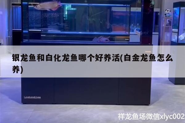 銀龍魚和白化龍魚哪個好養活(白金龍魚怎么養)