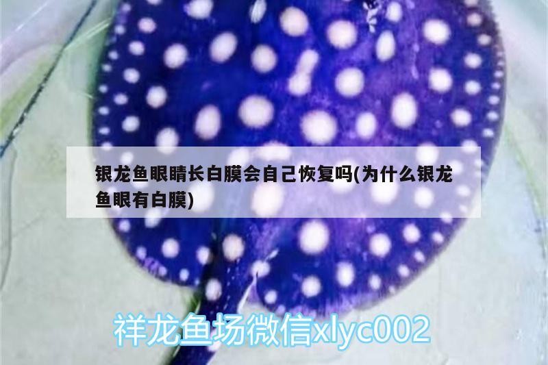 銀龍魚眼睛長白膜會自己恢復嗎(為什么銀龍魚眼有白膜)