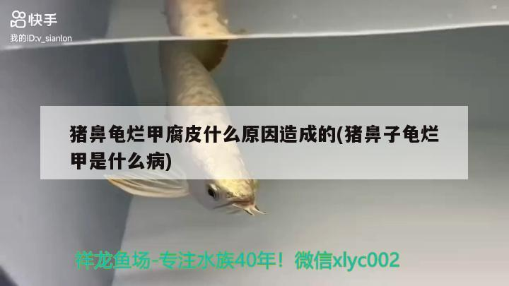 豬鼻龜爛甲腐皮什么原因造成的(豬鼻子龜爛甲是什么病) 豬鼻龜爛甲腐皮什么原因造成的(豬鼻子龜爛甲是什么病) 豬鼻龜百科