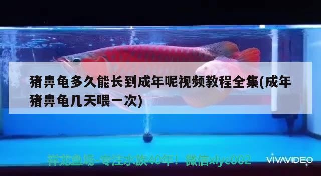 豬鼻龜多久能長到成年呢視頻教程全集(成年豬鼻龜幾天喂一次)