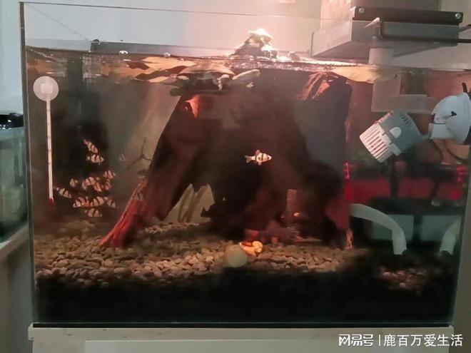 沉木在魚缸里水發(fā)黃怎么辦呢：沉木導(dǎo)致魚缸水發(fā)黃怎么辦 沉木在魚缸里水發(fā)黃怎么辦呢：沉木導(dǎo)致魚缸水發(fā)黃怎么辦 魚缸百科 第2張