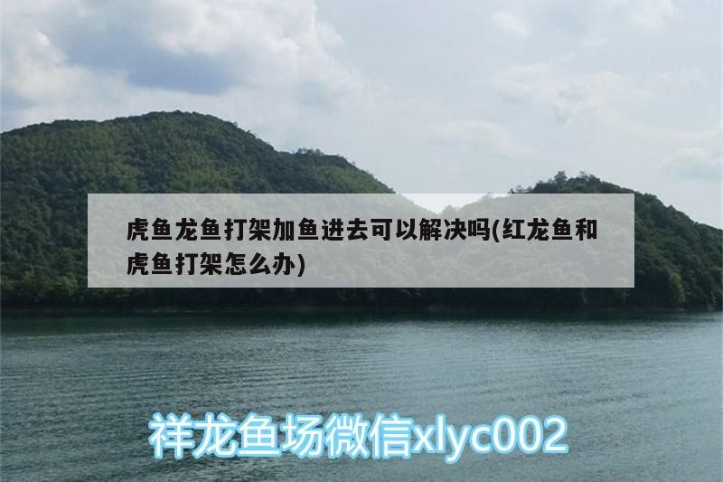 虎魚龍魚打架加魚進去可以解決嗎(紅龍魚和虎魚打架怎么辦)