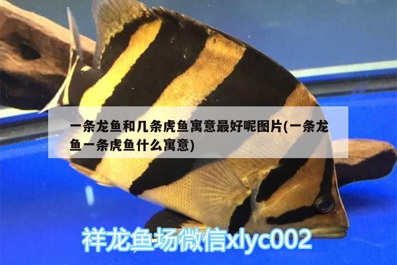 一條龍魚和幾條虎魚寓意最好呢圖片(一條龍魚一條虎魚什么寓意)