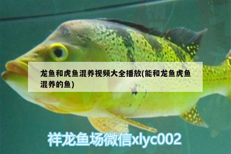 龍魚和虎魚混養視頻大全播放(能和龍魚虎魚混養的魚)