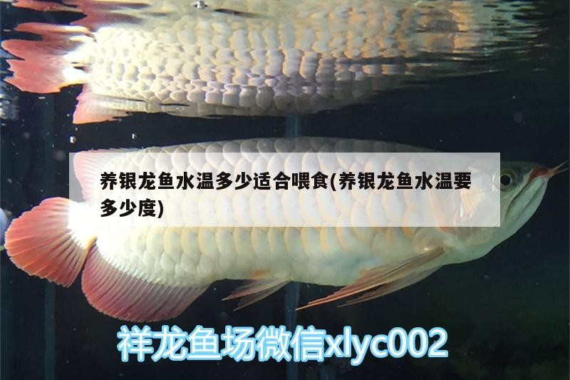 養銀龍魚水溫多少適合喂食(養銀龍魚水溫要多少度)