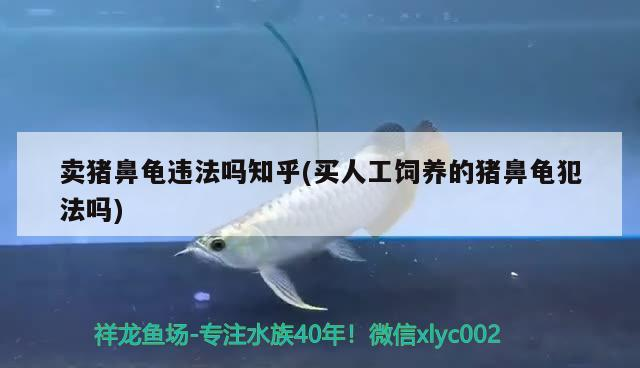 賣豬鼻龜違法嗎知乎(買人工飼養(yǎng)的豬鼻龜犯法嗎)