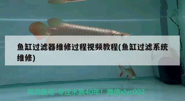 魚缸過濾器維修過程視頻教程(魚缸過濾系統維修) 魚缸過濾器維修過程視頻教程(魚缸過濾系統維修) 魟魚百科