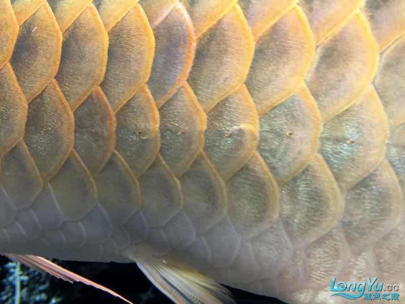 龍魚蹭缸請大神看看