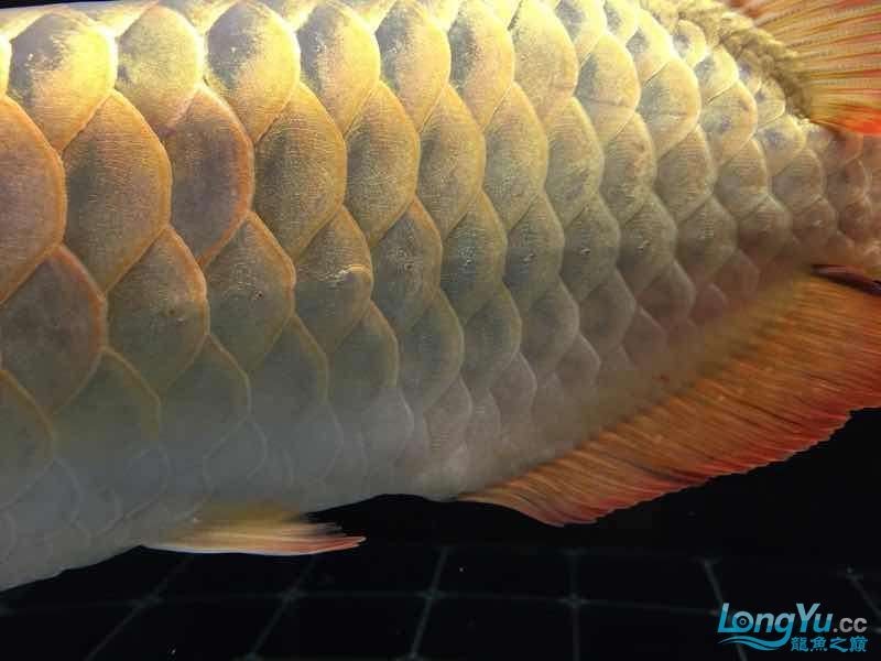 龍魚蹭缸請大神看看