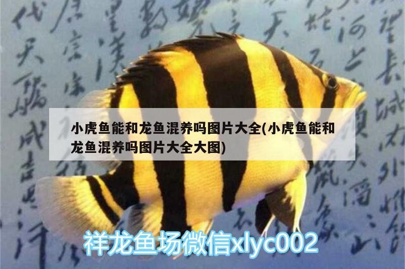 小虎魚能和龍魚混養嗎圖片大全(小虎魚能和龍魚混養嗎圖片大全大圖)