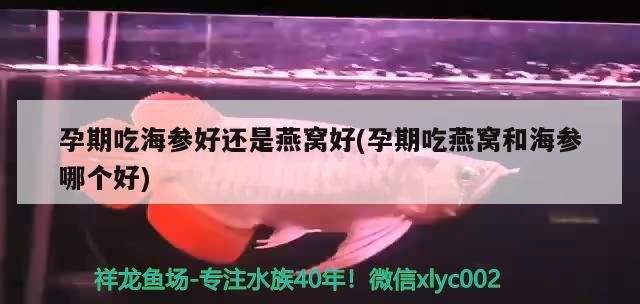 50厘米的小魚缸如何造景，50厘米小魚缸如何造景