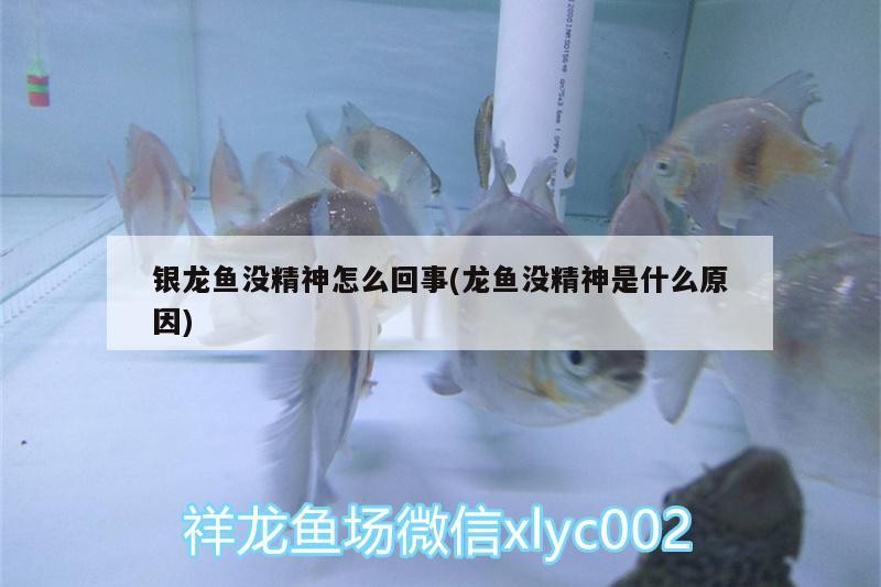 銀龍魚沒精神怎么回事(龍魚沒精神是什么原因) 銀龍魚沒精神怎么回事(龍魚沒精神是什么原因) 銀龍魚百科
