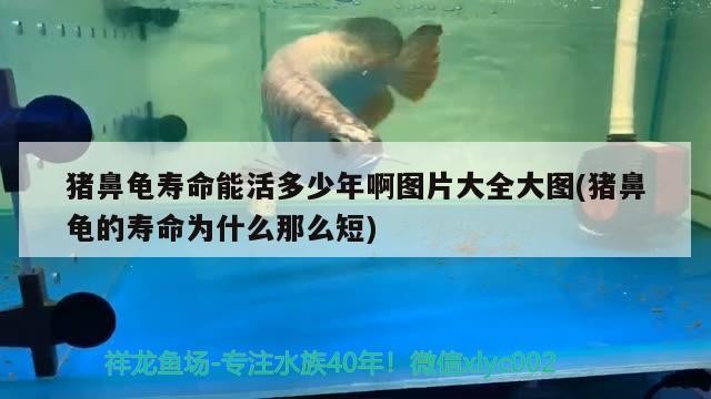豬鼻龜壽命能活多少年啊圖片大全大圖(豬鼻龜的壽命為什么那么短)