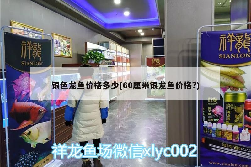 銀色龍魚價格多少(60厘米銀龍魚價格?)
