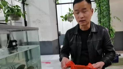 大梅趕海魚缸怎么養活的：大梅是如何在魚缸中養活捕獲的海洋生物的