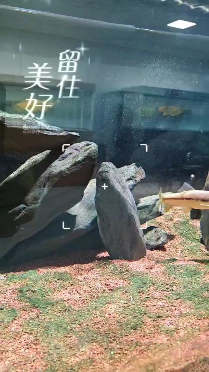 我的虎魚真菌感染了要怎么處理 溪流缸 龍魚論壇 溪流缸 溪流缸 龍魚論壇