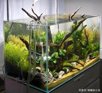 草缸用什么魚缸好：如何選擇合適的草缸