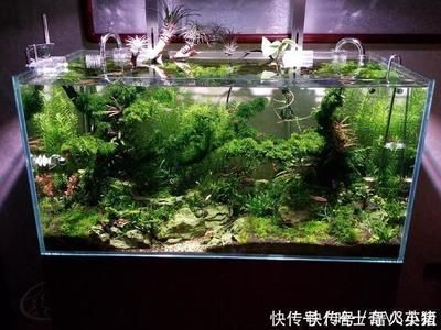 草缸用什么魚缸好：如何選擇合適的草缸