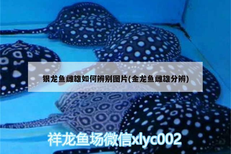 銀龍魚雌雄如何辨別圖片(金龍魚雌雄分辨) 銀龍魚雌雄如何辨別圖片(金龍魚雌雄分辨) 銀龍魚百科