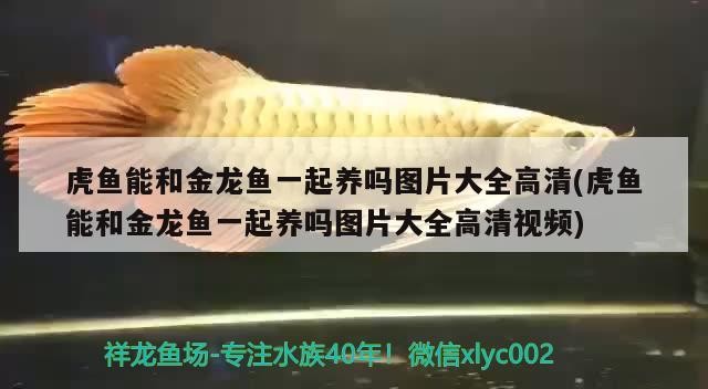 虎魚能和金龍魚一起養嗎圖片大全高清(虎魚能和金龍魚一起養嗎圖片大全高清視頻) 虎魚能和金龍魚一起養嗎圖片大全高清(虎魚能和金龍魚一起養嗎圖片大全高清視頻) 虎魚百科
