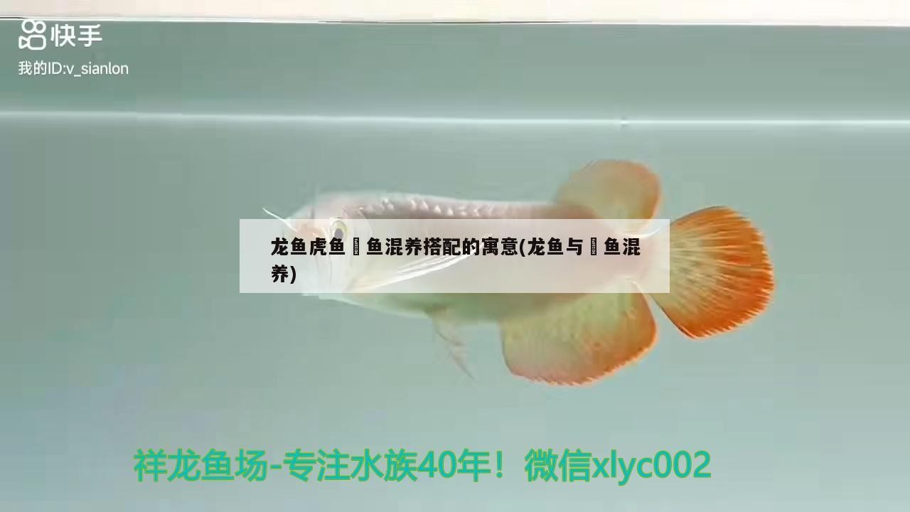 龍魚虎魚魟魚混養搭配的寓意(龍魚與魟魚混養)