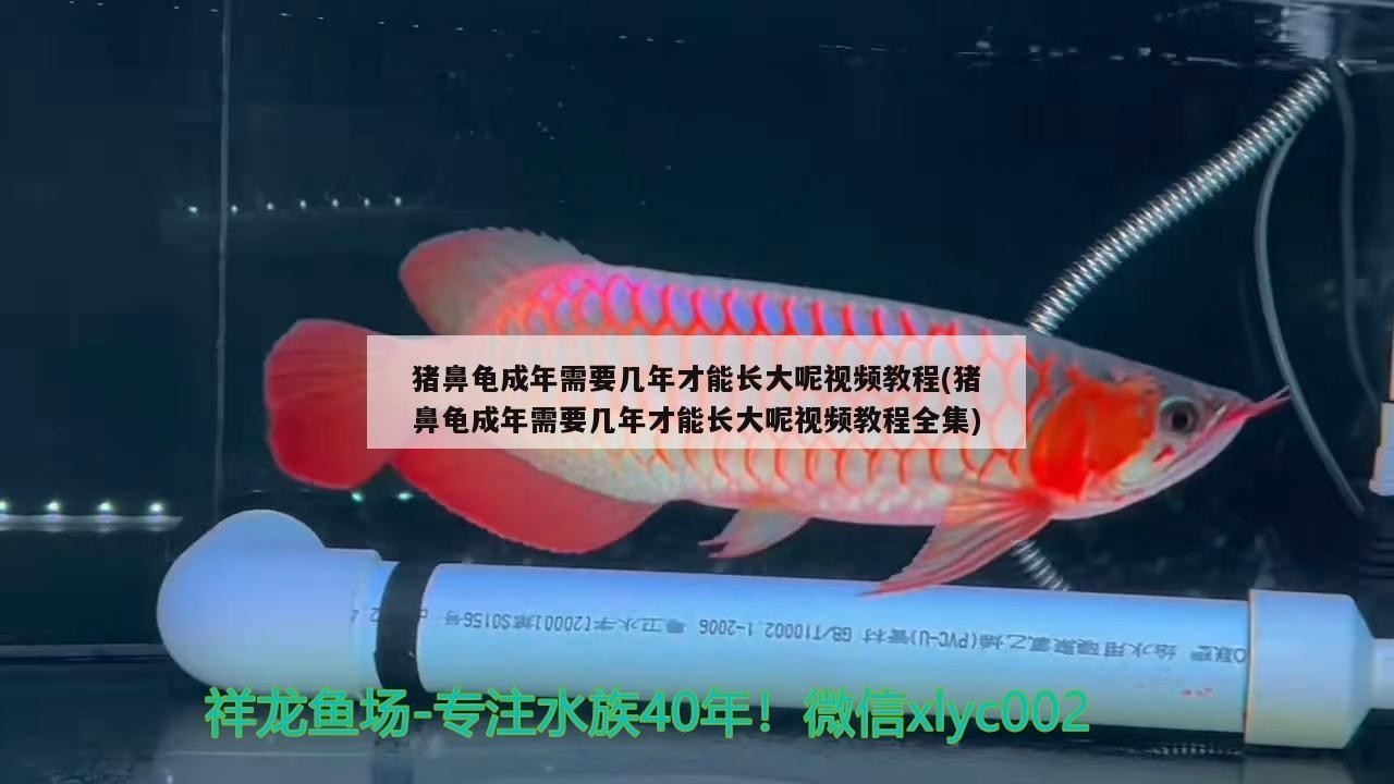 豬鼻龜成年需要幾年才能長(zhǎng)大呢視頻教程(豬鼻龜成年需要幾年才能長(zhǎng)大呢視頻教程全集)
