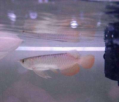 虎魚身上白霜是什么：虎魚身上出現白霜是什么原因