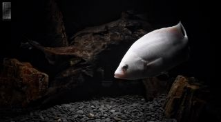 虎魚身上白霜是什么：虎魚身上出現白霜是什么原因