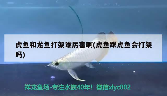虎魚和龍魚打架誰厲害啊(虎魚跟虎魚會打架嗎)