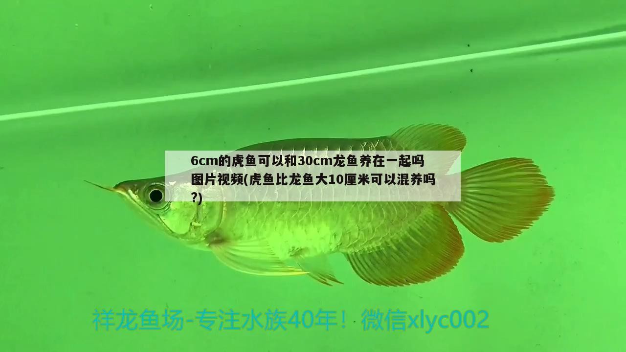 魚缸過濾器選購(gòu)指南:自制魚缸過濾器魚缸上置過濾器對(duì)于養(yǎng)魚愛好者的必備知識(shí) 6cm的虎魚可以和30cm龍魚養(yǎng)在一起嗎圖片視頻(虎魚比龍魚大10厘米可以混養(yǎng)嗎?) 虎魚百科 6cm的虎魚可以和30cm龍魚養(yǎng)在一起嗎圖片視頻(虎魚比龍魚大10厘米可以混養(yǎng)嗎?) 6cm的虎魚可以和30cm龍魚養(yǎng)在一起嗎圖片視頻(虎魚比龍魚大10厘米可以混養(yǎng)嗎?) 虎魚百科