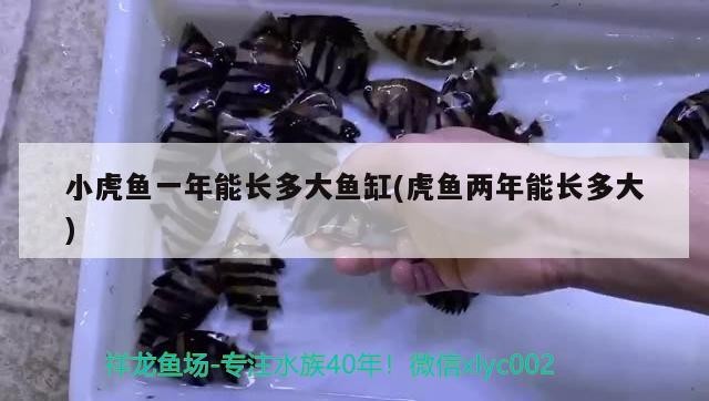 小虎魚一年能長多大魚缸(虎魚兩年能長多大) 小虎魚一年能長多大魚缸(虎魚兩年能長多大) 虎魚百科