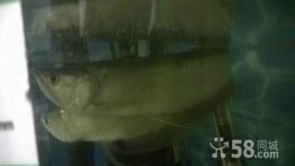 鐵嶺龍魚vs祥龍魚場（鐵嶺龍魚批發(fā)市場與祥龍魚場的區(qū)別）