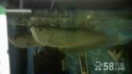 鐵嶺龍魚vs祥龍魚場（鐵嶺龍魚批發(fā)市場與祥龍魚場的區(qū)別）