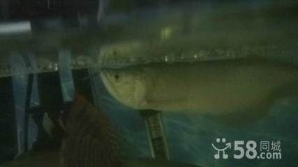 鐵嶺龍魚vs祥龍魚場（鐵嶺龍魚批發(fā)市場與祥龍魚場的區(qū)別）