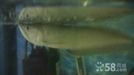 鐵嶺龍魚vs祥龍魚場（鐵嶺龍魚批發(fā)市場與祥龍魚場的區(qū)別）