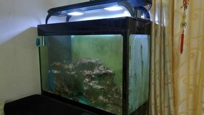 冰箱改造魚缸：冰箱改造魚缸方法總結：冰箱改造魚缸的方法總結如下