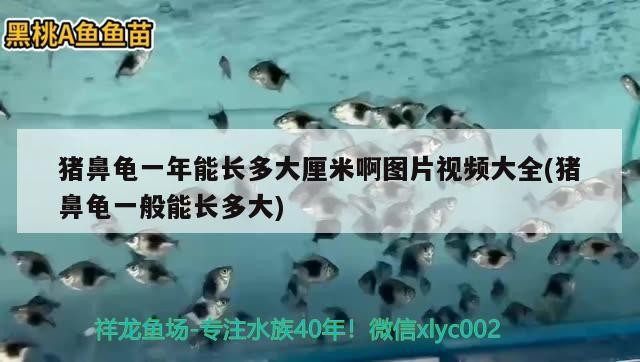 豬鼻龜一年能長多大厘米啊圖片視頻大全(豬鼻龜一般能長多大)
