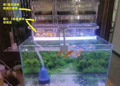 大型魚缸怎么使用：大型魚缸使用指南