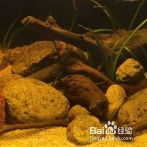 粗線魚在魚缸里能長多大