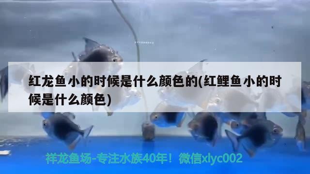 博特拉大學研究生招生簡章：博特拉研究生學費
