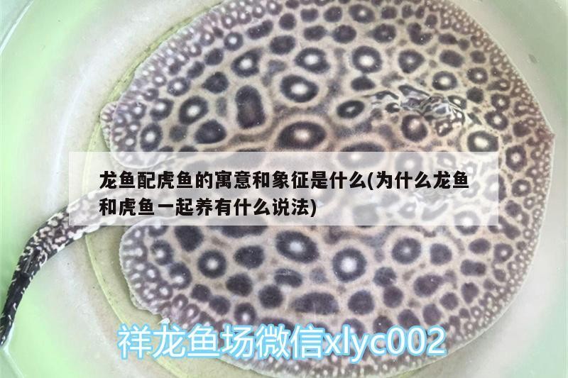 龍魚(yú)配虎魚(yú)的寓意和象征是什么(為什么龍魚(yú)和虎魚(yú)一起養(yǎng)有什么說(shuō)法) 龍魚(yú)配虎魚(yú)的寓意和象征是什么(為什么龍魚(yú)和虎魚(yú)一起養(yǎng)有什么說(shuō)法) 虎魚(yú)百科