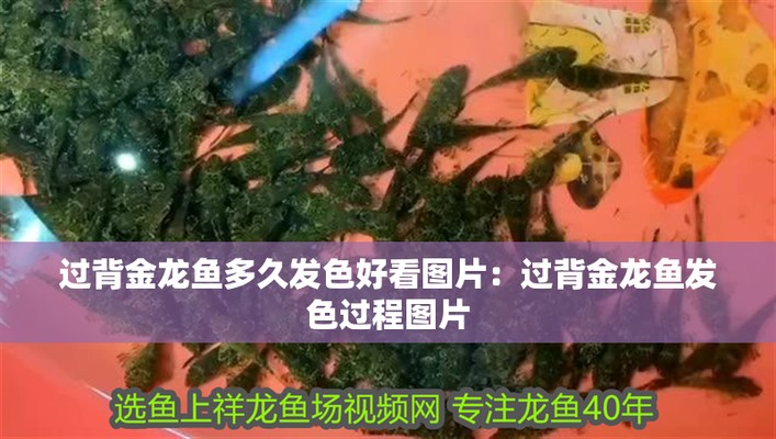 金龍魚發色階段詳解 金龍魚發色階段詳解 龍魚百科 第2張