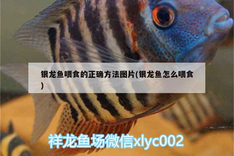 銀龍魚喂食的正確方法圖片(銀龍魚怎么喂食) 銀龍魚喂食的正確方法圖片(銀龍魚怎么喂食) 銀龍魚百科