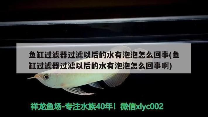 小紅龍魚怎么挑選好的品種：印尼紅龍魚小苗挑選小紅龍魚時需要注意多個方面現(xiàn)象