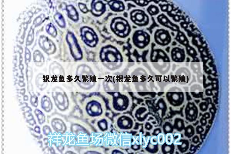 銀龍魚多久繁殖一次(銀龍魚多久可以繁殖) 銀龍魚多久繁殖一次(銀龍魚多久可以繁殖) 銀龍魚百科